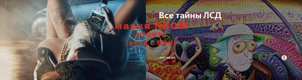 ПСИЛОЦИБИНОВЫЕ ГРИБЫ Сосновый Бор